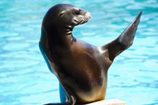 Puerto Vallarta Sea Lion Encounter
